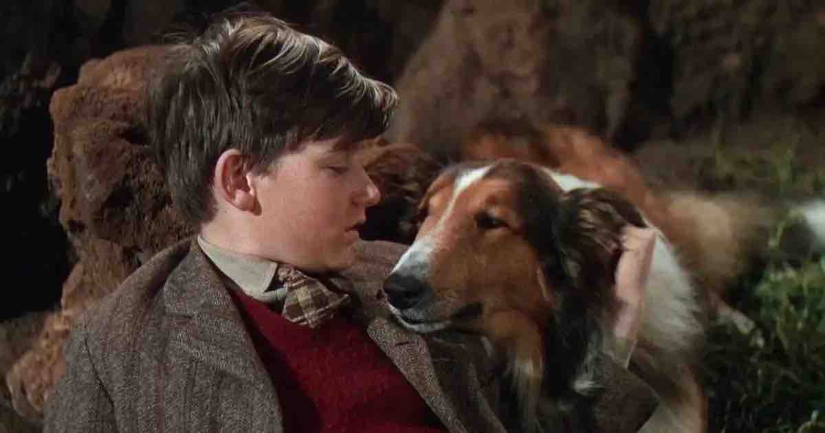 best dog movies